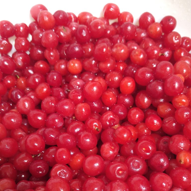 Fresh Bush Cherries