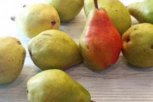 Fresh bartlett pears