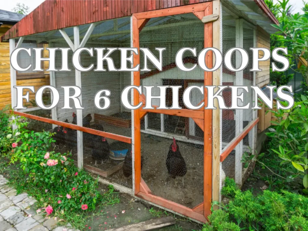 chickens in chicken coop