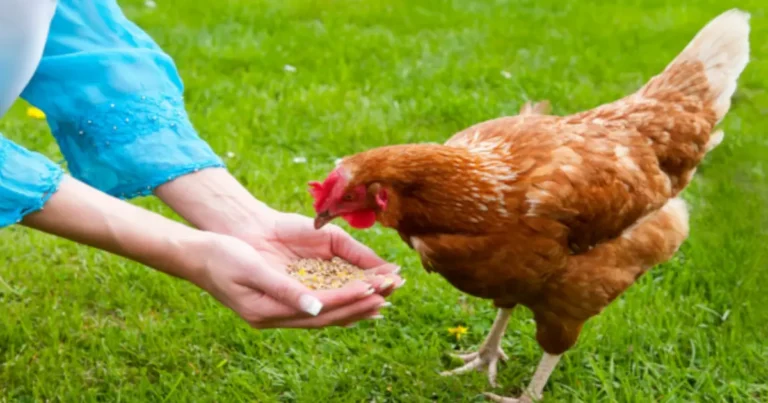 hand feeding a chicken