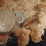 chicks eating from a mason jar feeder