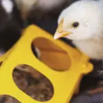 chick eating from trough chicken feeder