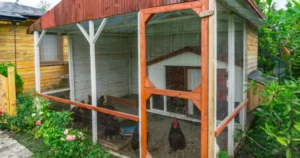 Chickens in a chicken coop