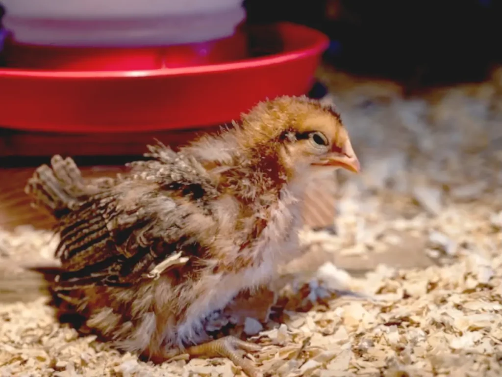 chick in brooder