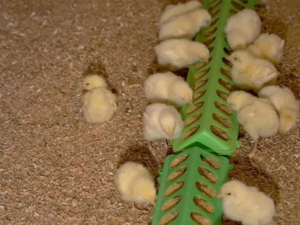 chicks eating from a feeder in a brooder with bedding