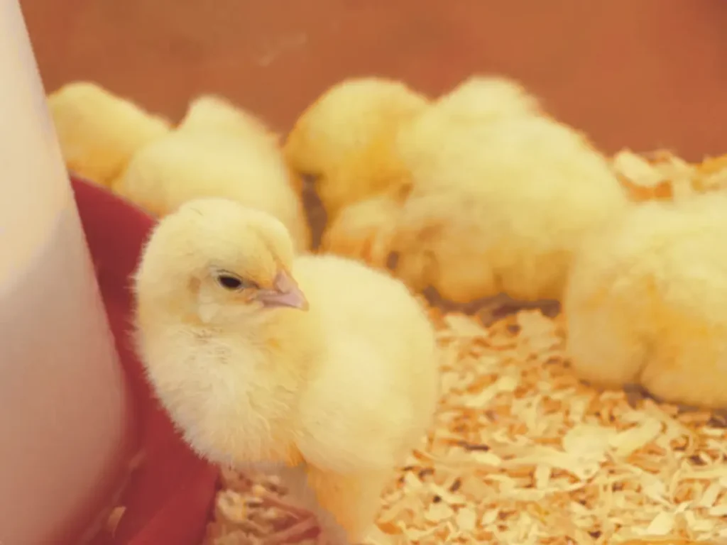 chicks in brooder with waterer and bedding