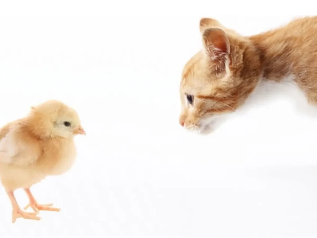 cat looking at chick