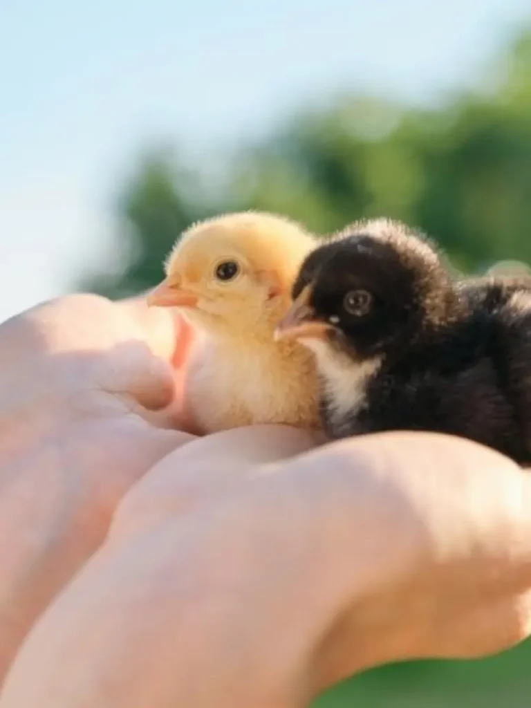 chicks held in hands