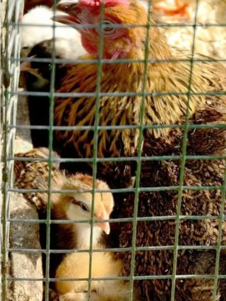 hen and chick in brooder