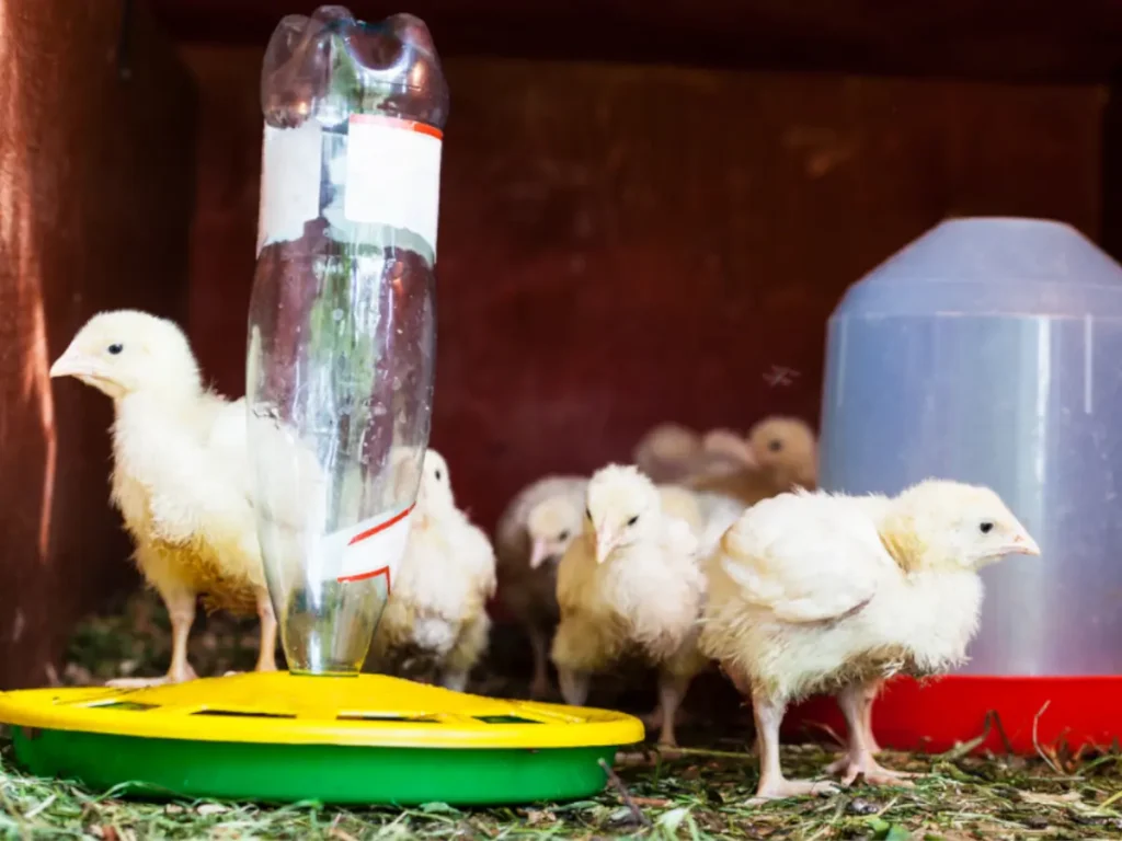 chicks in brooder with feeder and waterer