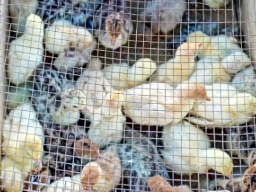 crowded chicks in brooder