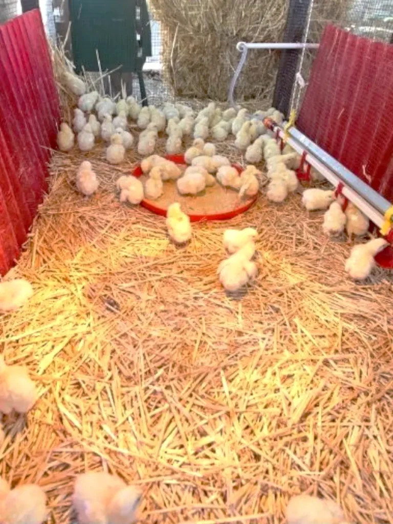 chicks in large DIY brooder