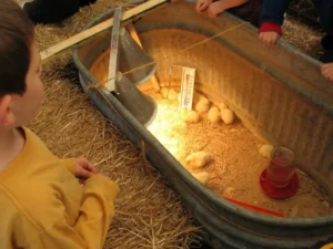 trough chick brooder with boy