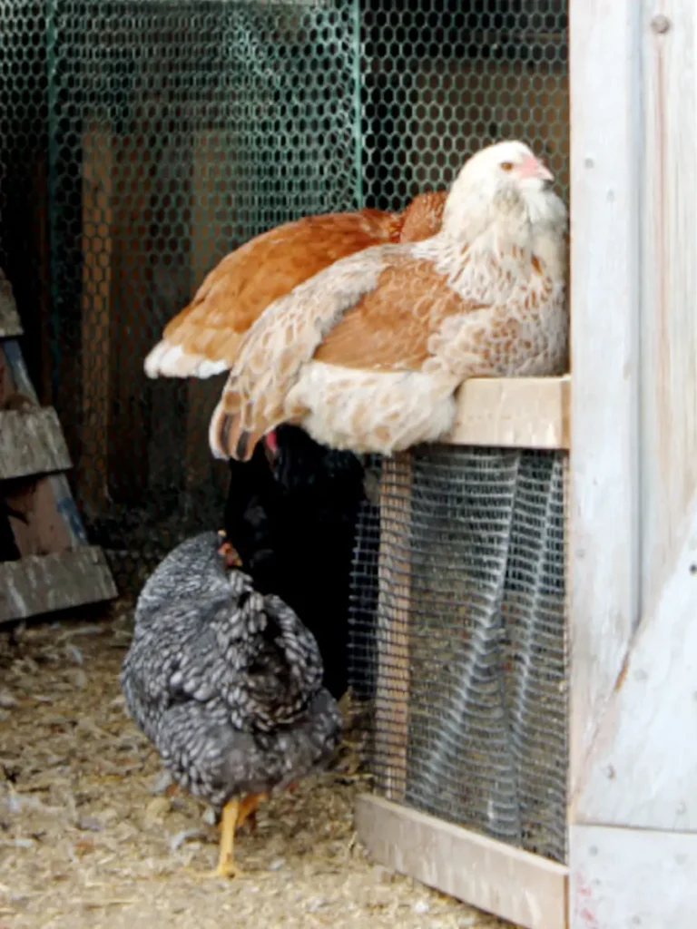 three chickens in a chicken coop