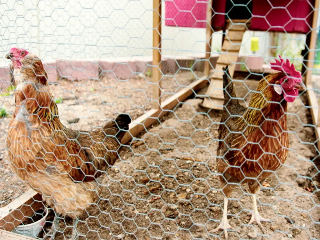 chickens in chicken run next to chicken coop