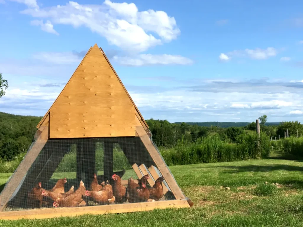 chickens standing under chicken coop