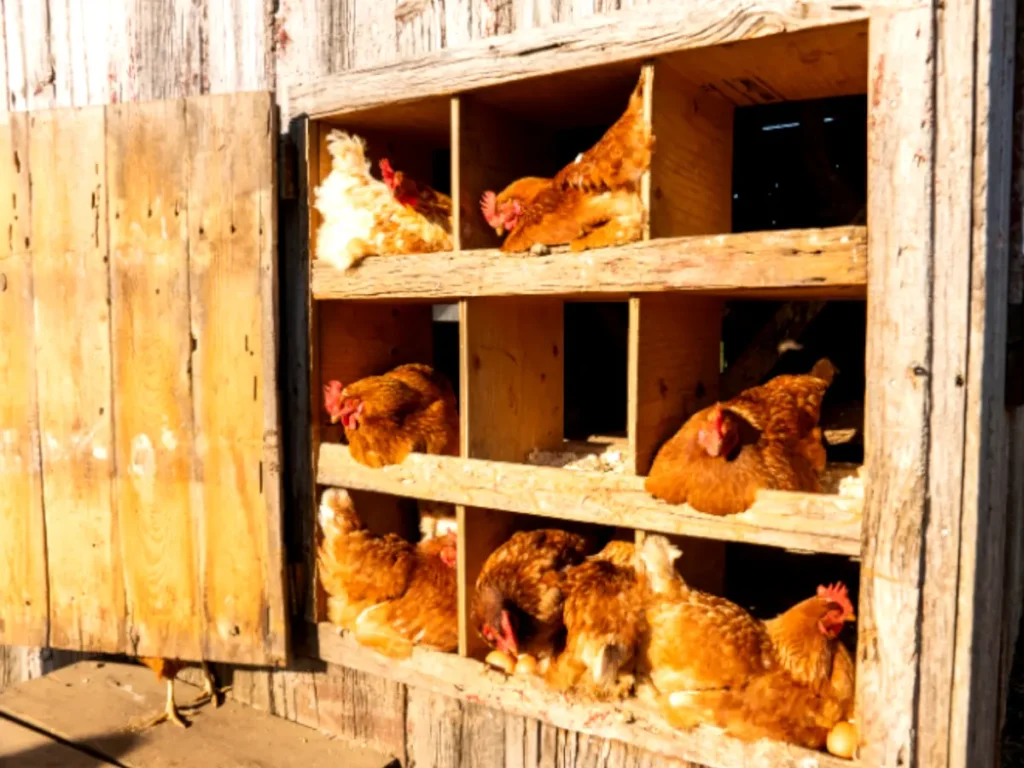 chickens sitting in nesting boxes