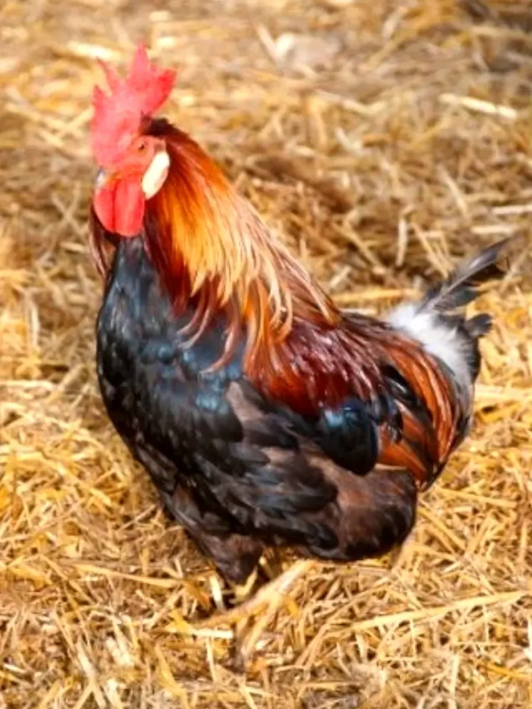 rooster standing in straw bedding