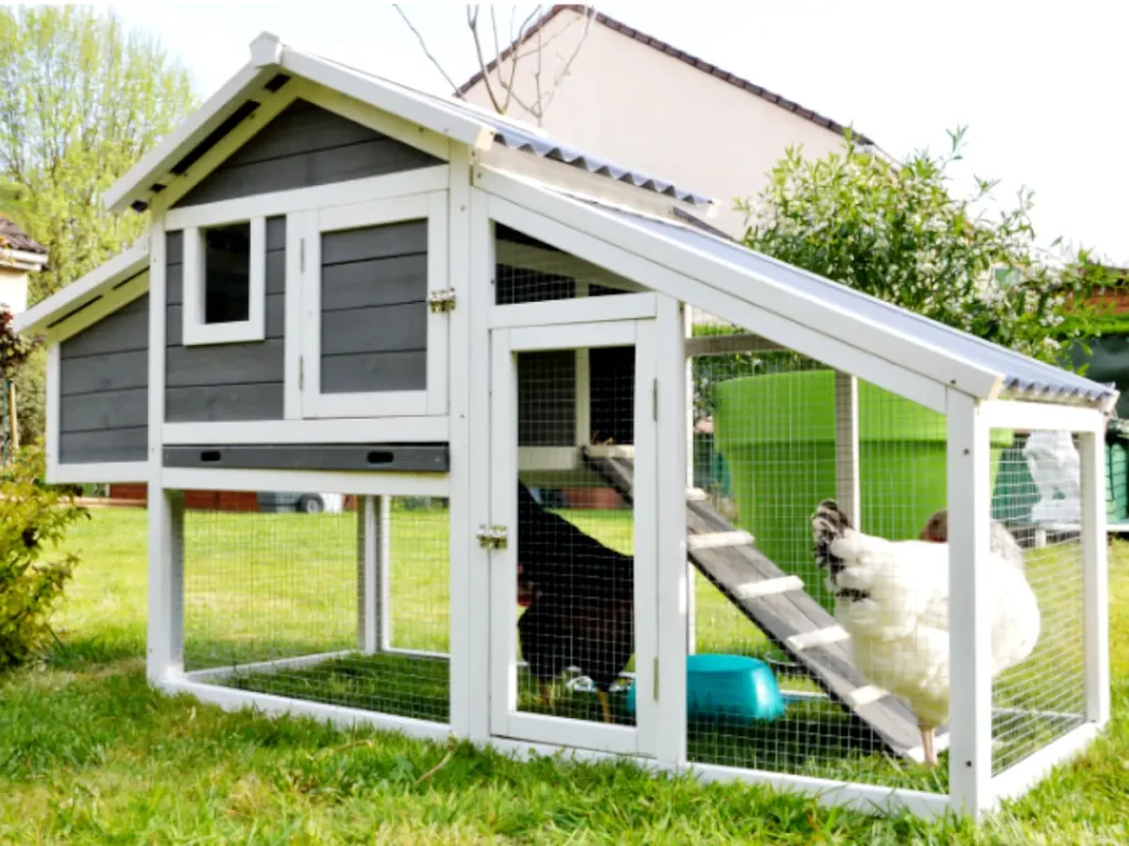 white chicken in small backyard chicken coop