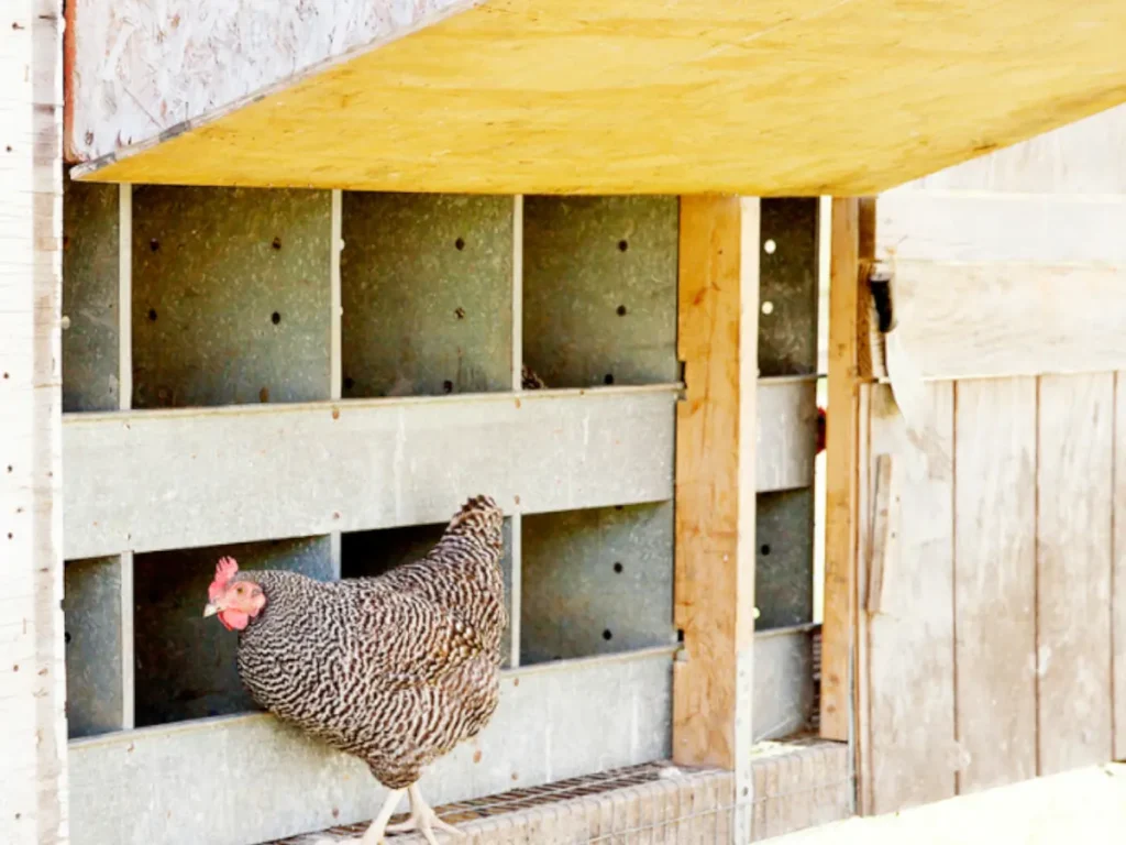 chicken standing next to chicken coop nesting boxes