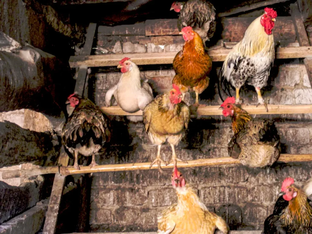 chickens sitting on chicken perches in a chicken coop