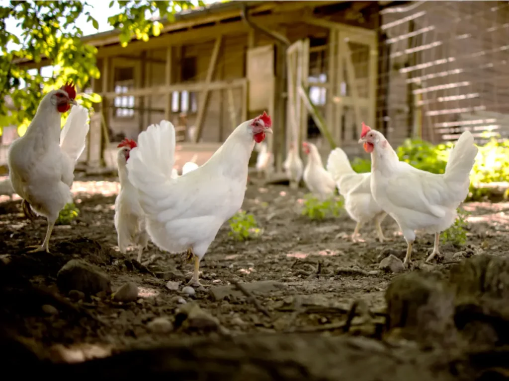 white chickens walking outside next to chicken coop