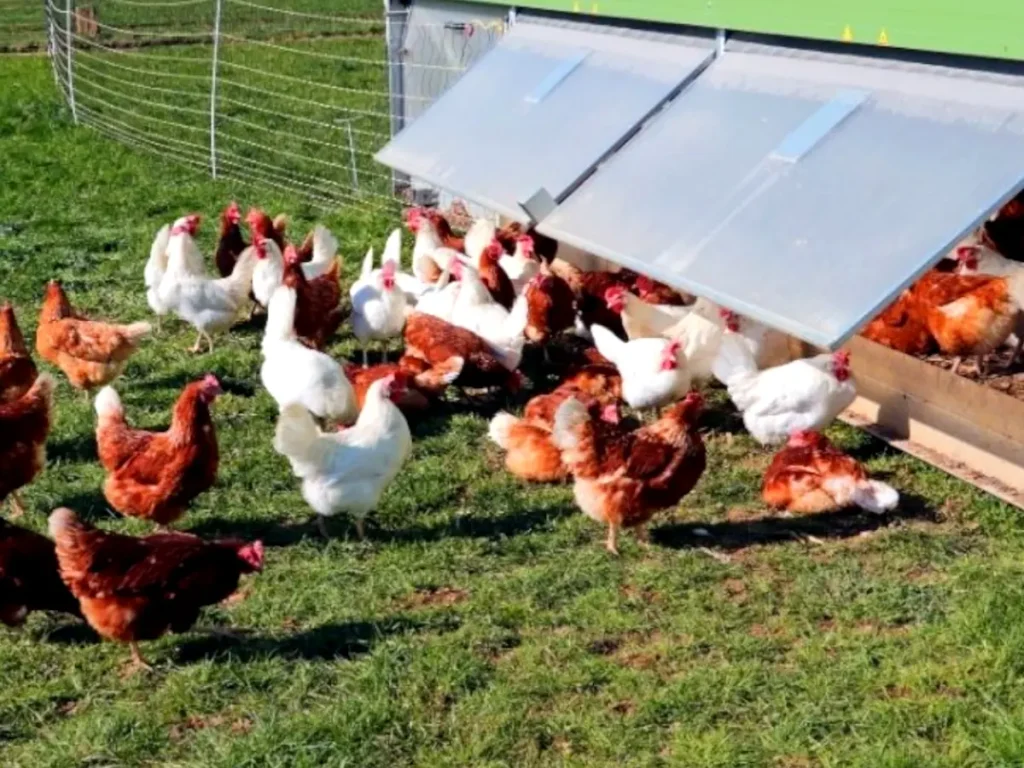 chickens walking next to chicken coop