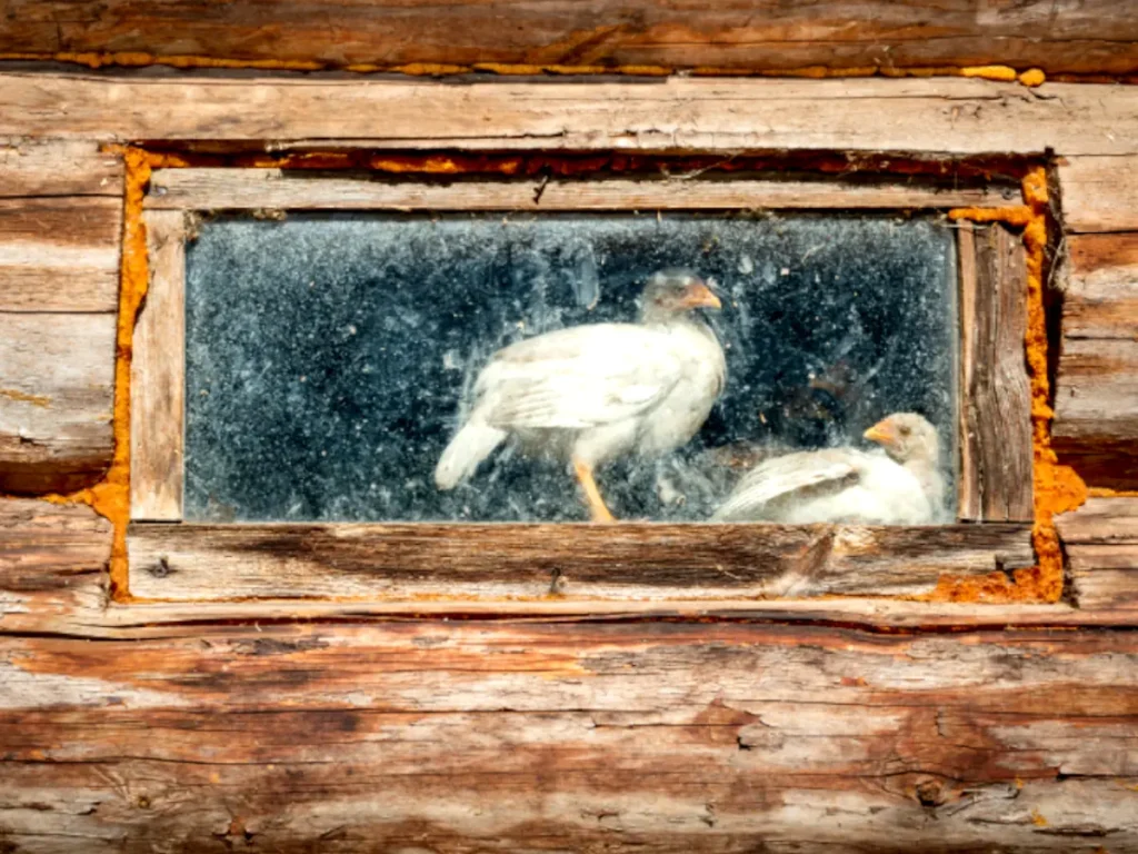 chickens standing in chicken coop window