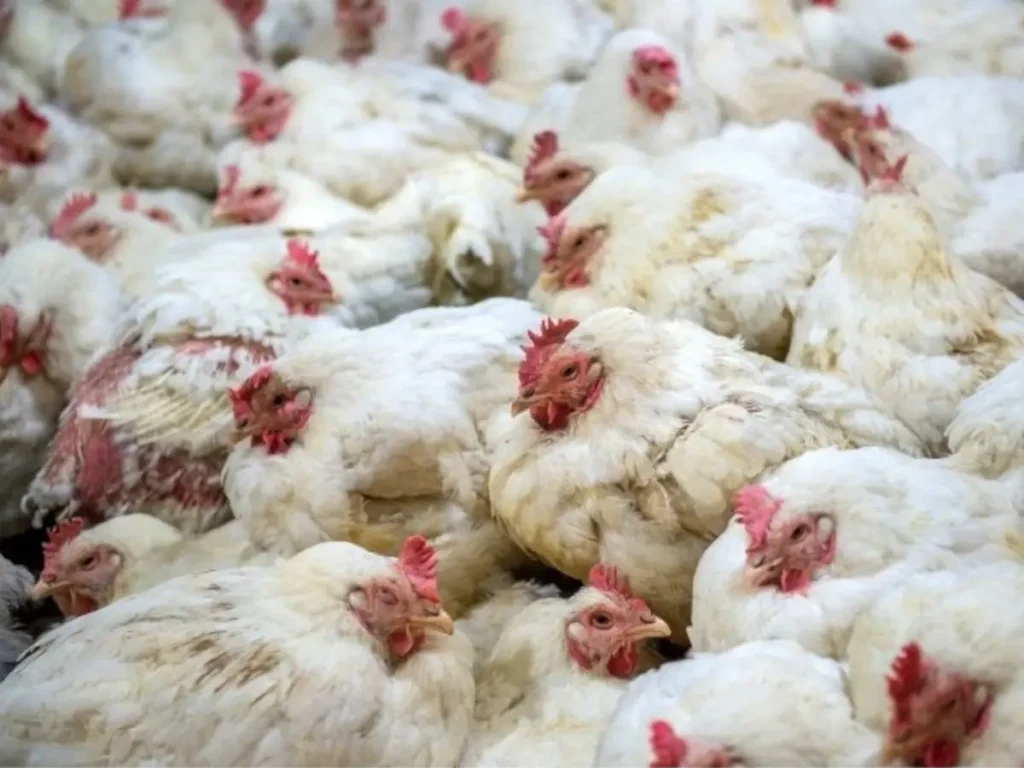 white confined chickens