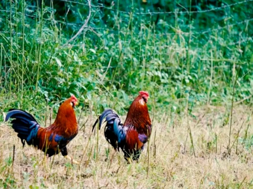 free range chickens walking in a pasture