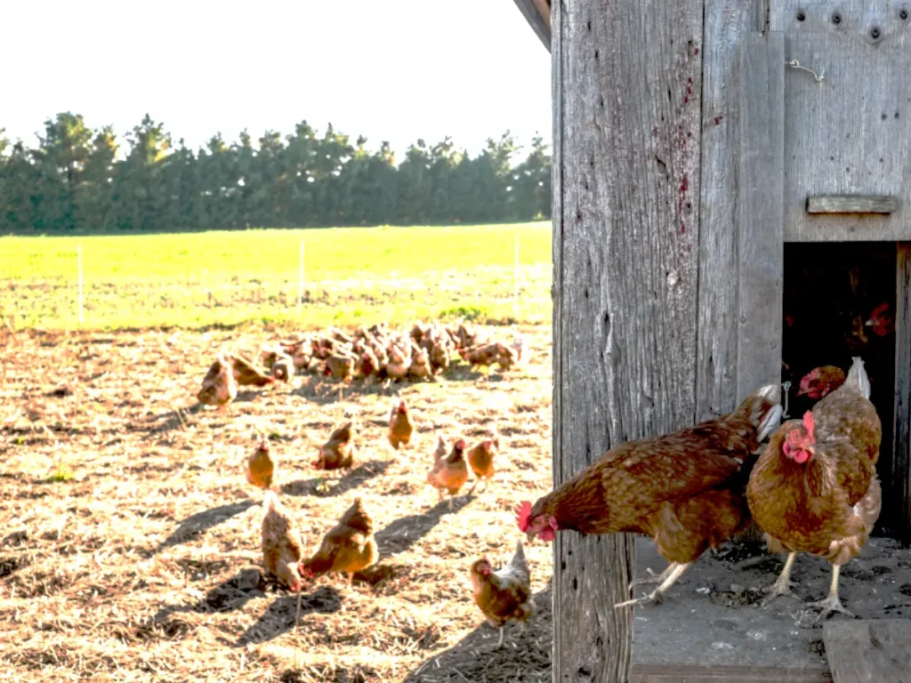 free range chickens next to chicken coop